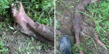 Frau findet augenloses Monster