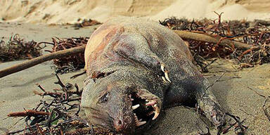 R&auml;tsel um Monster-Tier an US-K&uuml;ste