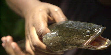 US-Beh&ouml;rden warnen vor 'Monsterfisch': 'Sofort t&ouml;ten!'