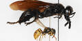 Forscher entdeckt "Monster-Wespe"