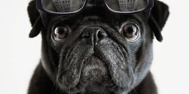 Mops mit Brille 2