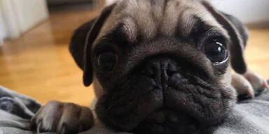 Fix: Hundebesitzer m&uuml;ssen wieder auf die Schulbank