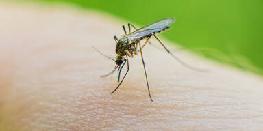 Die Moskitos werden "tot oder lebendig" gesucht