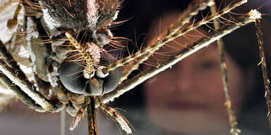 Malaria wird sich ausbreiten