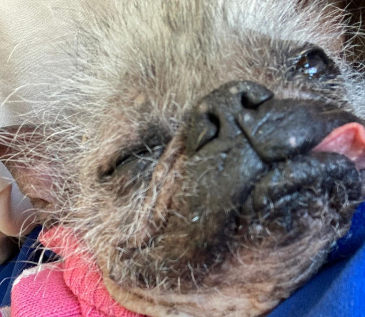 Wer wird der hässlichste Hund der Welt?