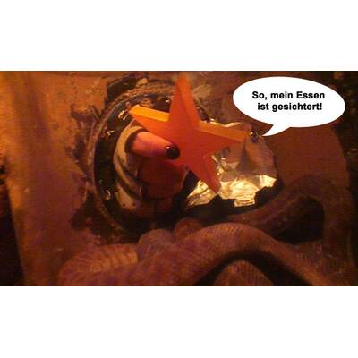 Larissa Marolt im Dschungelcamp