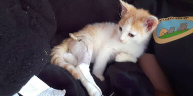 Nach Autounfall mit Katzenbaby einfach weitergefahren