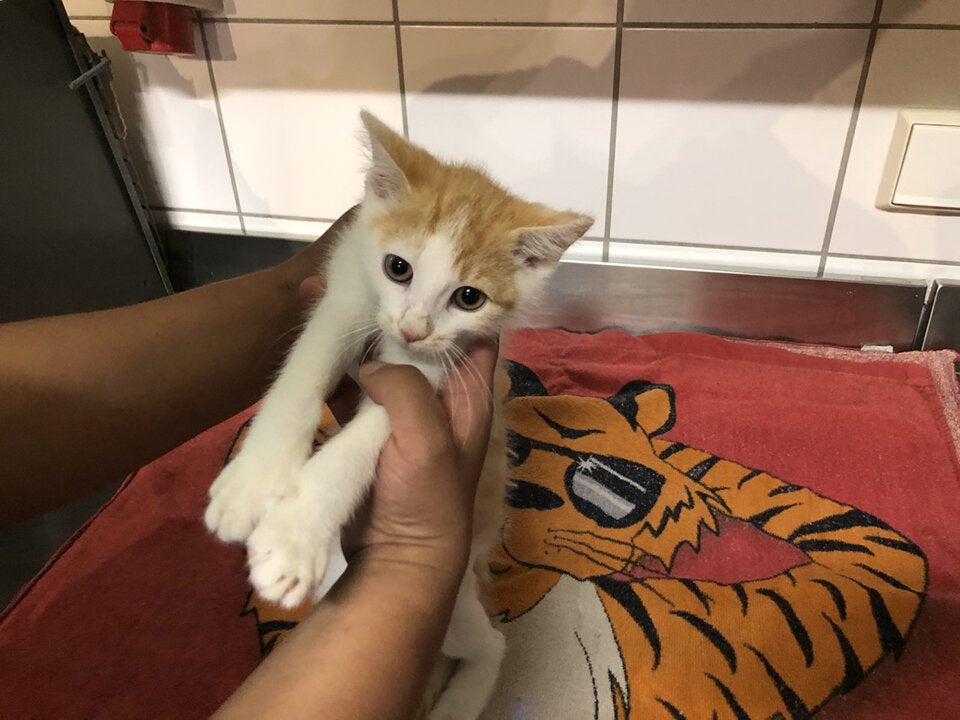 Nach Autounfall mit Katzenbaby einfach weitergefahren