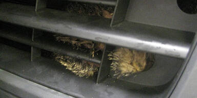 Katze reist 20 Kilometer als blinder Passagier