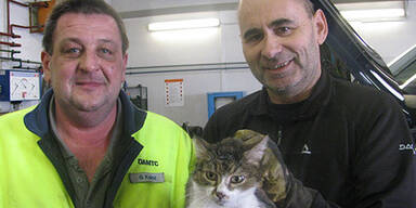 Katze reist 20 Kilometer als blinder Passagier