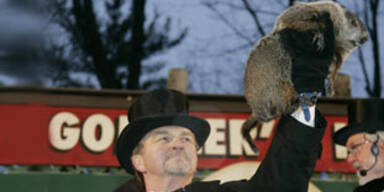 Murmeltier sagt noch sechs Wochen Winter voraus