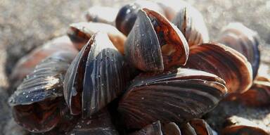 Artenvielfalt ist gef&auml;hrdet.