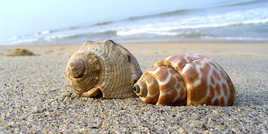 muscheln2_sxc