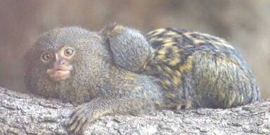 Das noch namenlose Baby kuschelt mit der Mama.