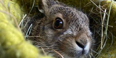 Nestw&auml;rme f&uuml;r Tierbabys