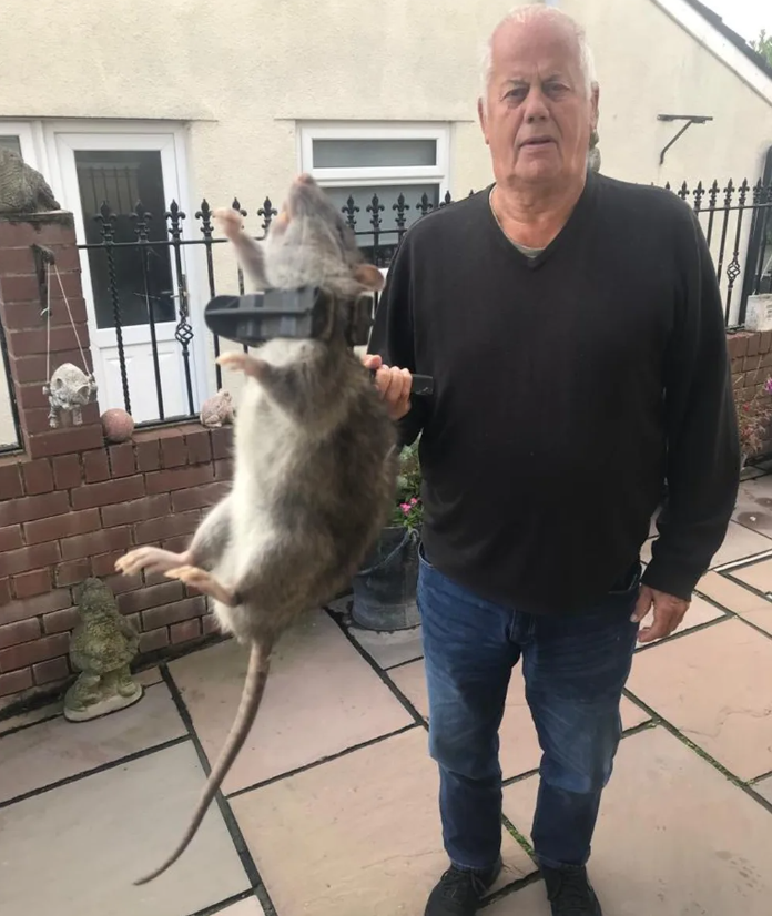 Mann fängt Riesen-Ratte in seinem Garten