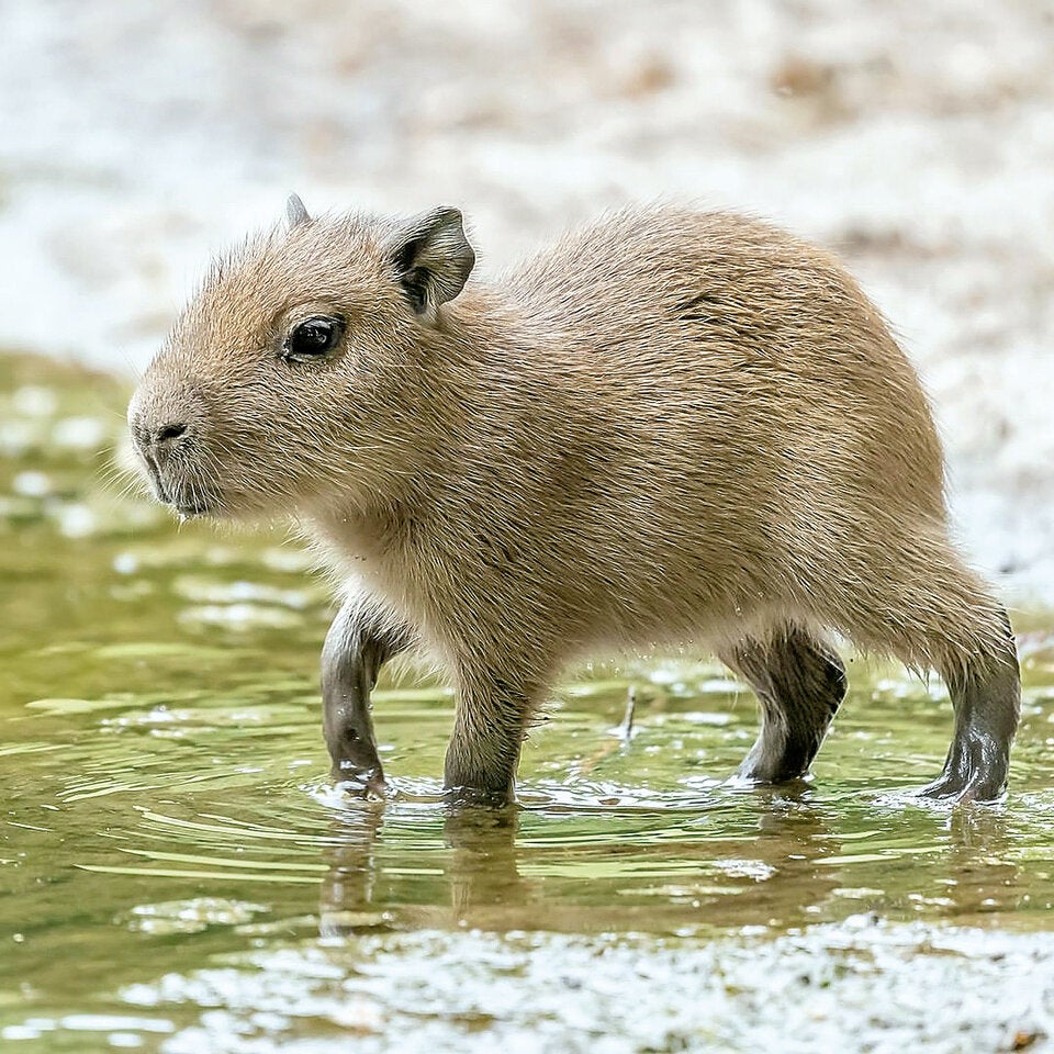 Baby-Boom in Schönbrunn