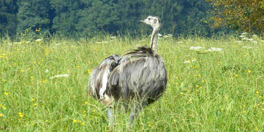 Entlaufener Nandu narrte Polizei