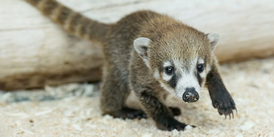 Süßer Nachwuchs: Nasenbär-Zwillinge geboren