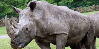 Gefährdetes Nashorn bekam Nachwuchs