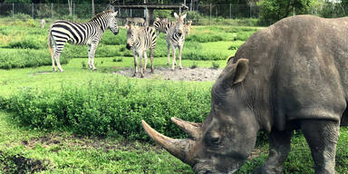 Nashorn und Zebra