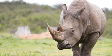 Umgekehrte Nashorn-Attack