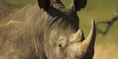 nashorn
