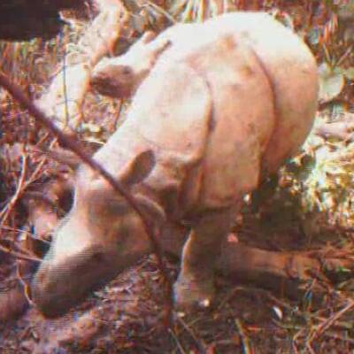 Java-Nashorn-Baby in Indonesien