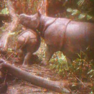 Java-Nashorn-Baby in Indonesien