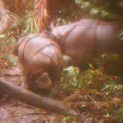 Java-Nashorn-Baby in Indonesien