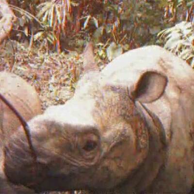 Java-Nashorn-Baby in Indonesien