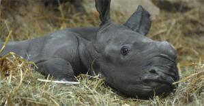 nashorn