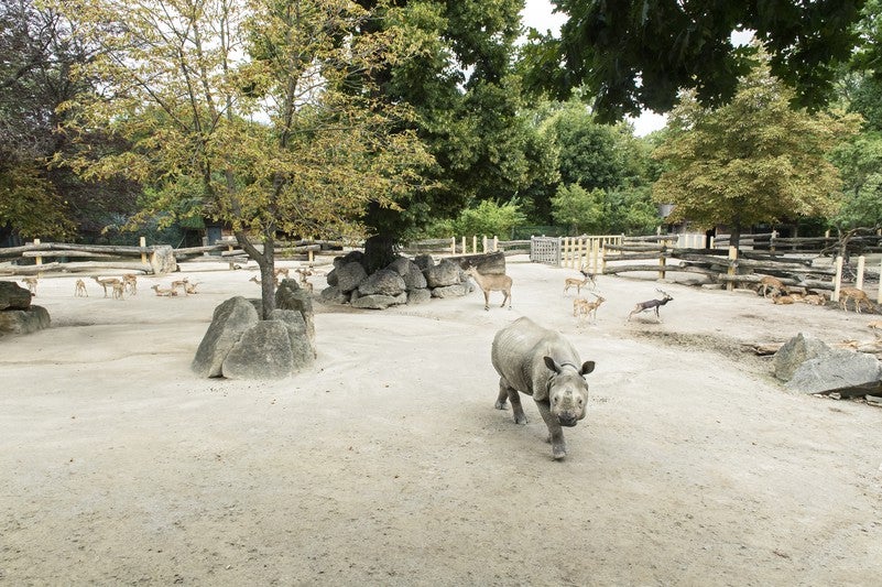 Im6.000 Quadratmeter große Nashornpark leben neben zwei Panzernashörnern auch andere asiatische Tierarten wie Nilgauantilopen, Vietnam-Sikahirsche und Hirschziegenantilopen. 