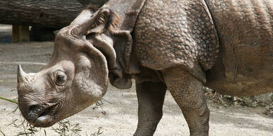 Als Schmuck: Nashorn-Schmuggel wird raffinierter