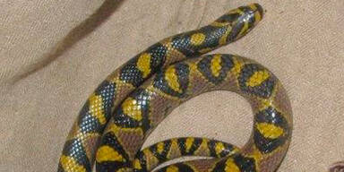 Schock: Natter in Schrebergarten entdeckt