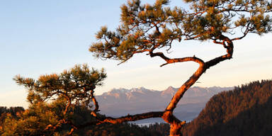 72-Jähriger überlebte 19 Tage in Wildnis