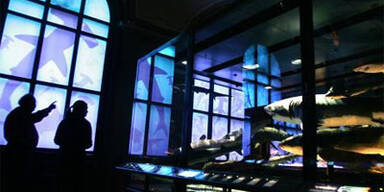 Die Wiener Sehenswürdigkeiten im Besucherranking