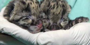 Seltene Nebelparder-Babys in den USA
