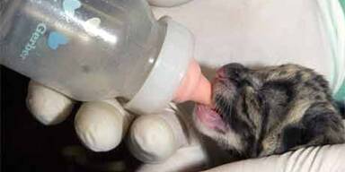 Seltene Nebelparder-Babys in den USA