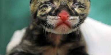 Seltene Nebelparder-Babys in den USA