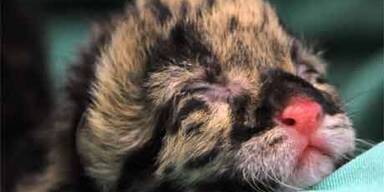 Seltene Nebelparder-Babys in den USA