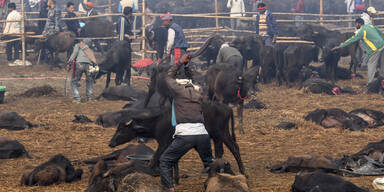 Zehntausende Tiere mit Macheten abgeschlachtet