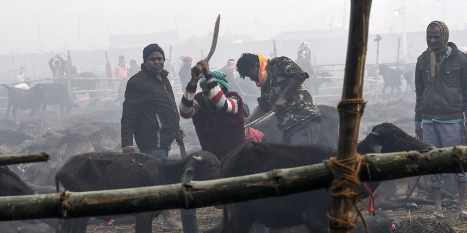 Zehntausende Tiere mit Macheten abgeschlachtet
