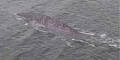 Zeigt dieses Foto das legendäre Loch-Ness-Monster?