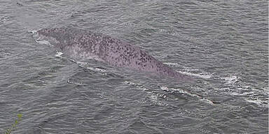 Zeigt dieses Foto das legend&auml;re Loch-Ness-Monster?