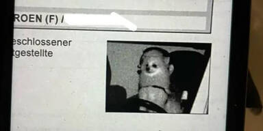 Hund hinter Lenkrad geblitzt