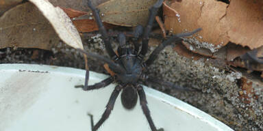 Sydney-Trichternetzspinne