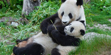 Seit 20 Jahren leben Pandas im Tiergarten Sch&ouml;nbrunn