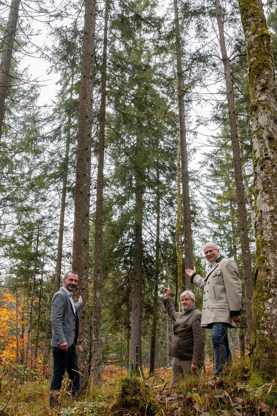 Christbaum für Wiener Rathausplatz kommt aus der Steiermark