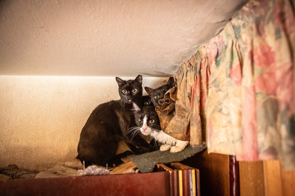 47 Katzen aus 50-Quadratmeter-Wohnung in Wien gerettet